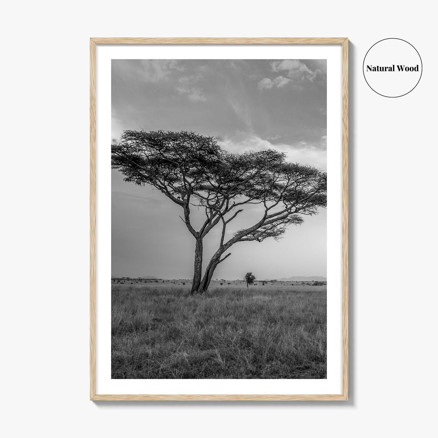 Serengeti Black and White Fine Art Photo Print, Tanzania Acacia Tree Poster