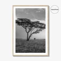 Serengeti Black and White Fine Art Photo Print, Tanzania Acacia Tree Poster