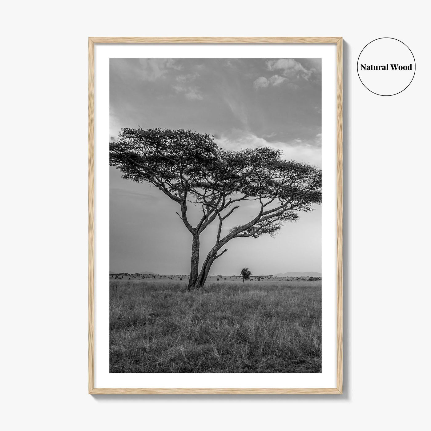 Serengeti Black and White Fine Art Photo Print, Tanzania Acacia Tree Poster