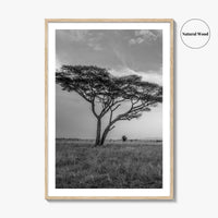 Serengeti Black and White Fine Art Photo Print, Tanzania Acacia Tree Poster