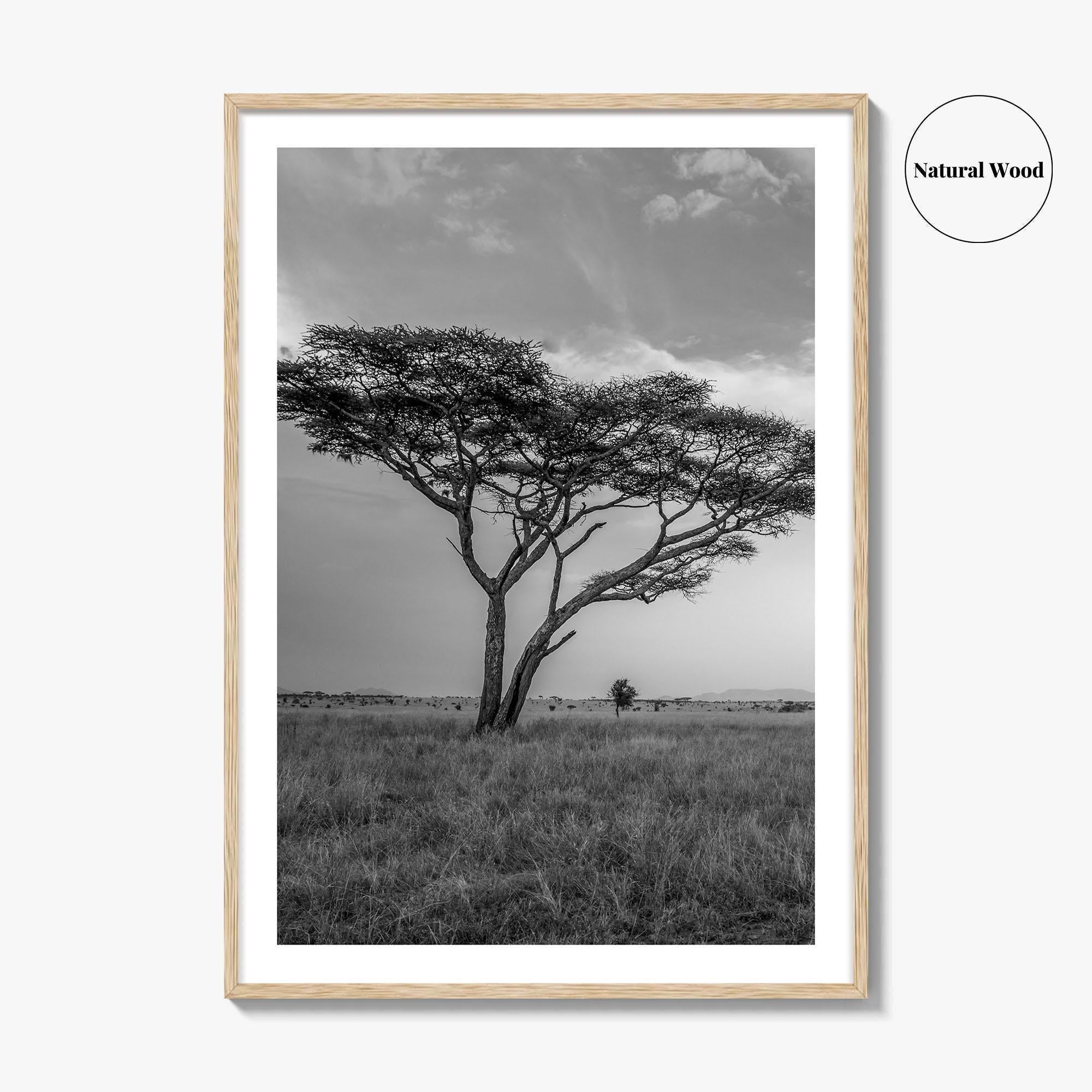 Serengeti Black and White Fine Art Photo Print, Tanzania Acacia Tree Poster