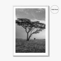 Serengeti Black and White Fine Art Photo Print, Tanzania Acacia Tree Poster