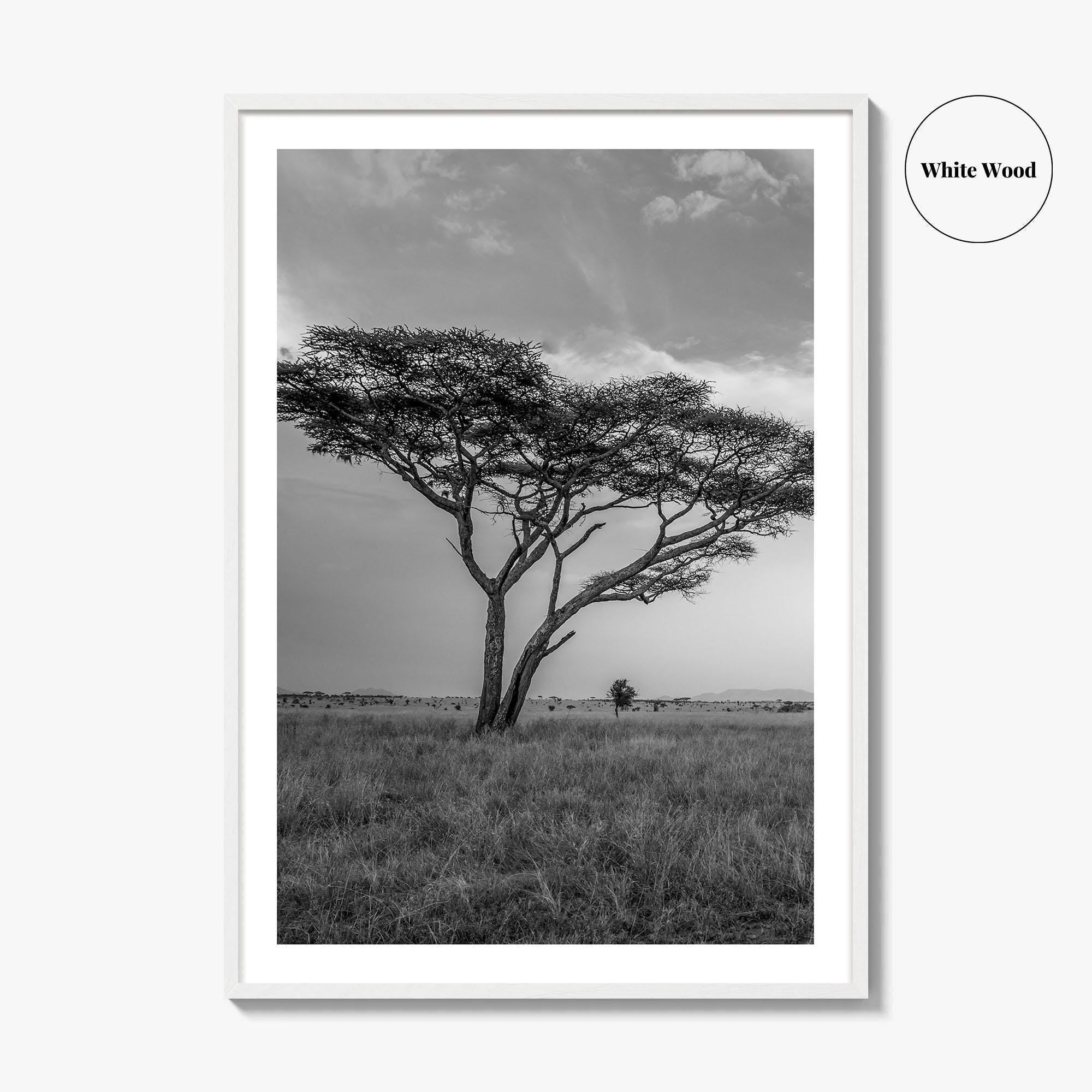 Serengeti Black and White Fine Art Photo Print, Tanzania Acacia Tree Poster