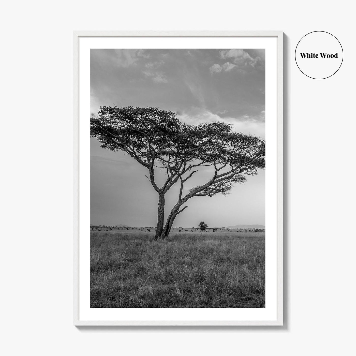 Serengeti Black and White Fine Art Photo Print, Tanzania Acacia Tree Poster