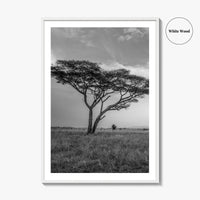 Serengeti Black and White Fine Art Photo Print, Tanzania Acacia Tree Poster