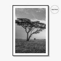 Serengeti Black and White Fine Art Photo Print, Tanzania Acacia Tree Poster