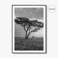 Serengeti Black and White Fine Art Photo Print, Tanzania Acacia Tree Poster