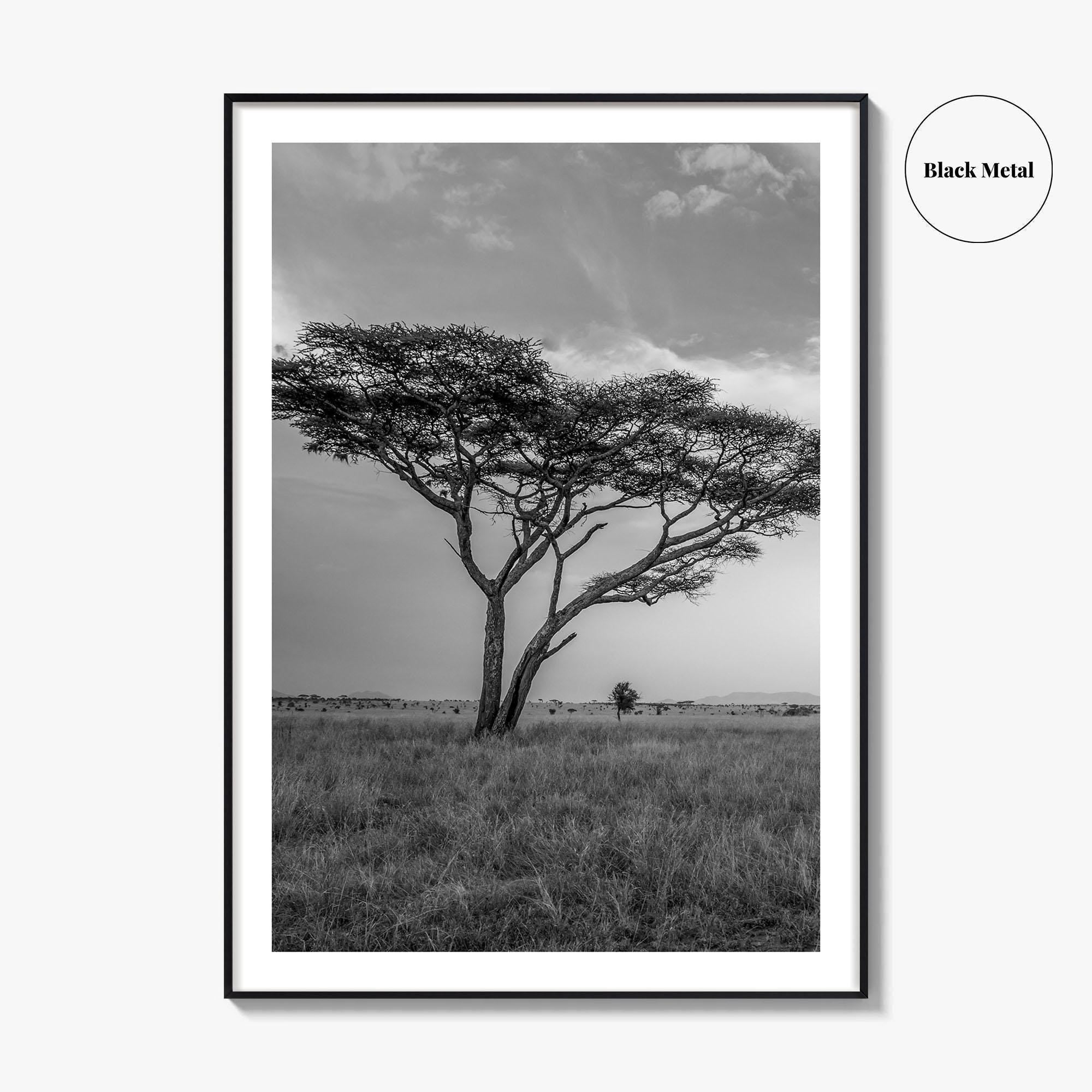 Serengeti Black and White Fine Art Photo Print, Tanzania Acacia Tree Poster