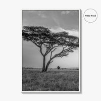 Serengeti Black and White Fine Art Photo Print, Tanzania Acacia Tree Poster