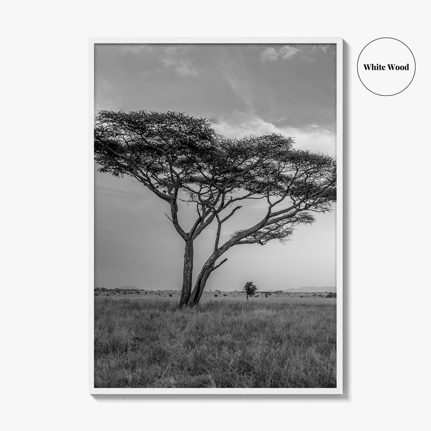 Serengeti Black and White Fine Art Photo Print, Tanzania Acacia Tree Poster