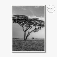 Serengeti Black and White Fine Art Photo Print, Tanzania Acacia Tree Poster