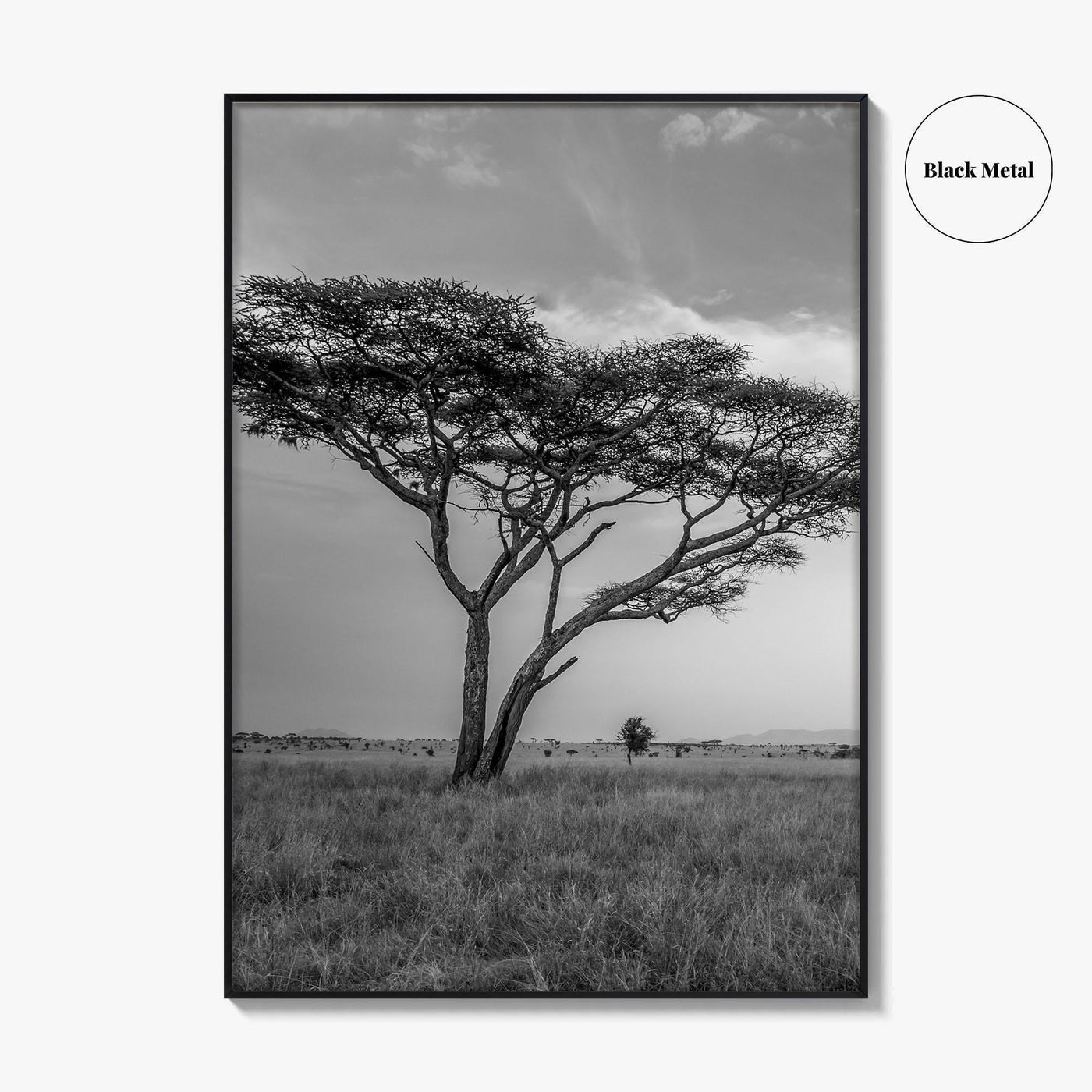 Serengeti Black and White Fine Art Photo Print, Tanzania Acacia Tree Poster