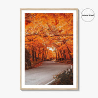Vermont Fine Art Photo Print, Autumn Foliage, State Park, New England USA, Poster