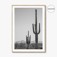 Saguaro National Park Black and White Fine Art Photo Print, Tucson Arizona Desert Poster