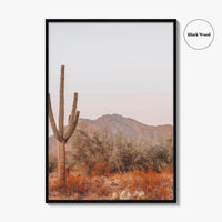 Saguaro National Park Fine Art Photo Print, Tucson Arizona, Sonoran Desert Poster USA