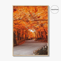 Vermont Fine Art Photo Print, Autumn Foliage, State Park, New England USA, Poster