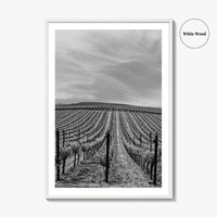 Sonoma Black and White Fine Art Photo Print, Wine Country Vineyards, California Poster
