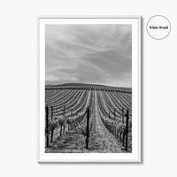 Sonoma Black and White Fine Art Photo Print, Wine Country Vineyards, California Poster