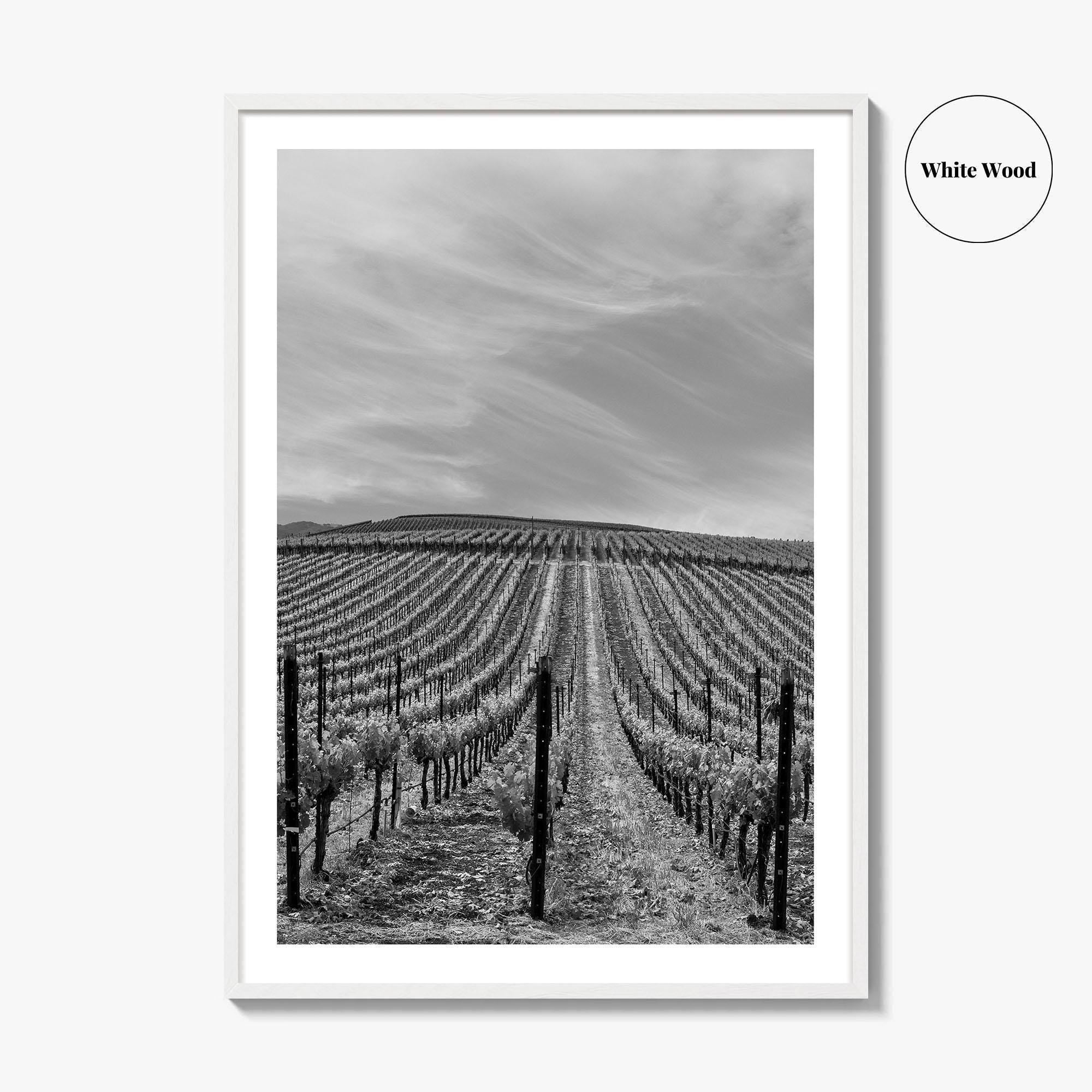 Sonoma Black and White Fine Art Photo Print, Wine Country Vineyards, California Poster