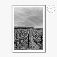 Sonoma Black and White Fine Art Photo Print, Wine Country Vineyards, California Poster