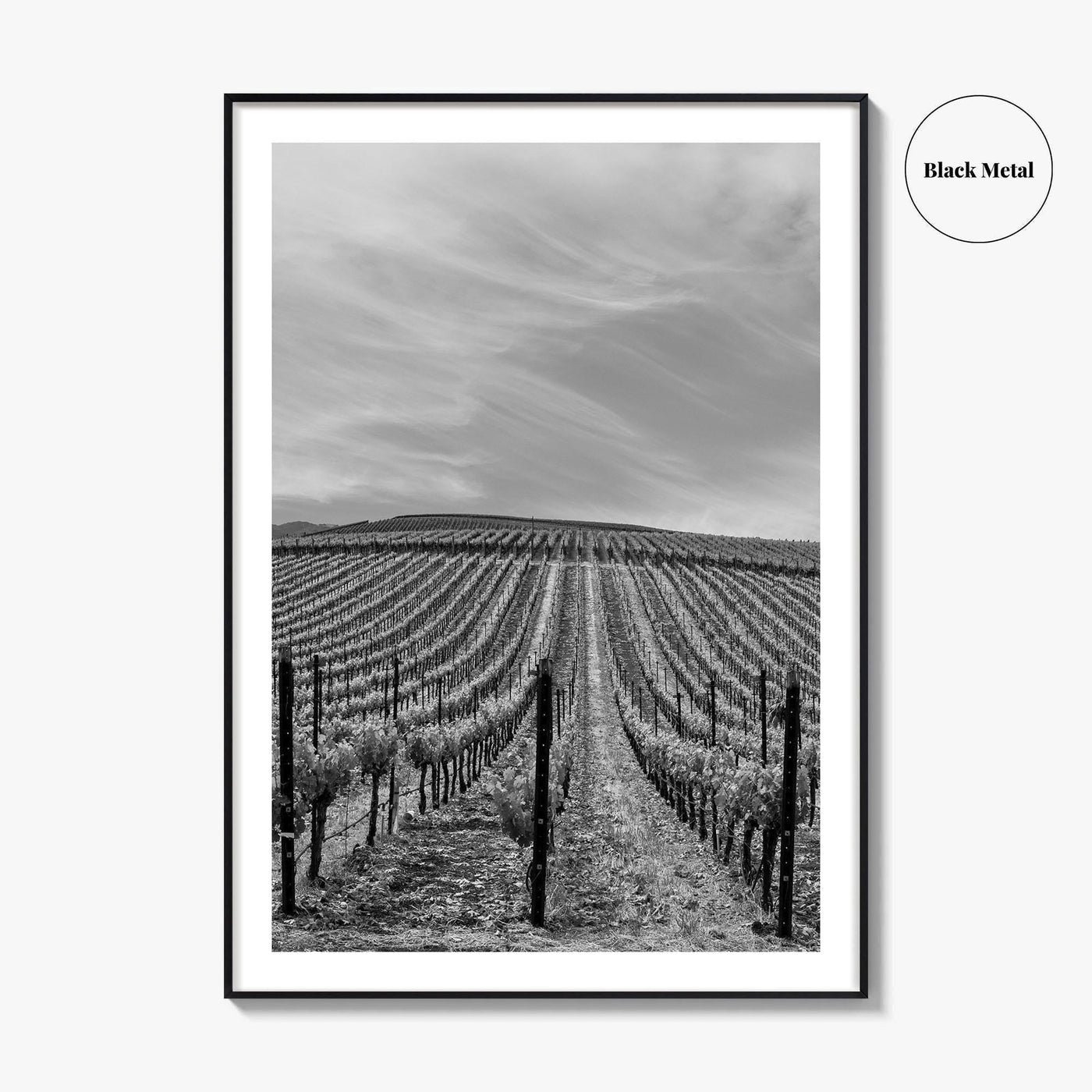 Sonoma Black and White Fine Art Photo Print, Wine Country Vineyards, California Poster