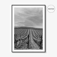 Sonoma Black and White Fine Art Photo Print, Wine Country Vineyards, California Poster