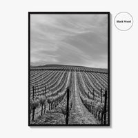 Sonoma Black and White Fine Art Photo Print, Wine Country Vineyards, California Poster