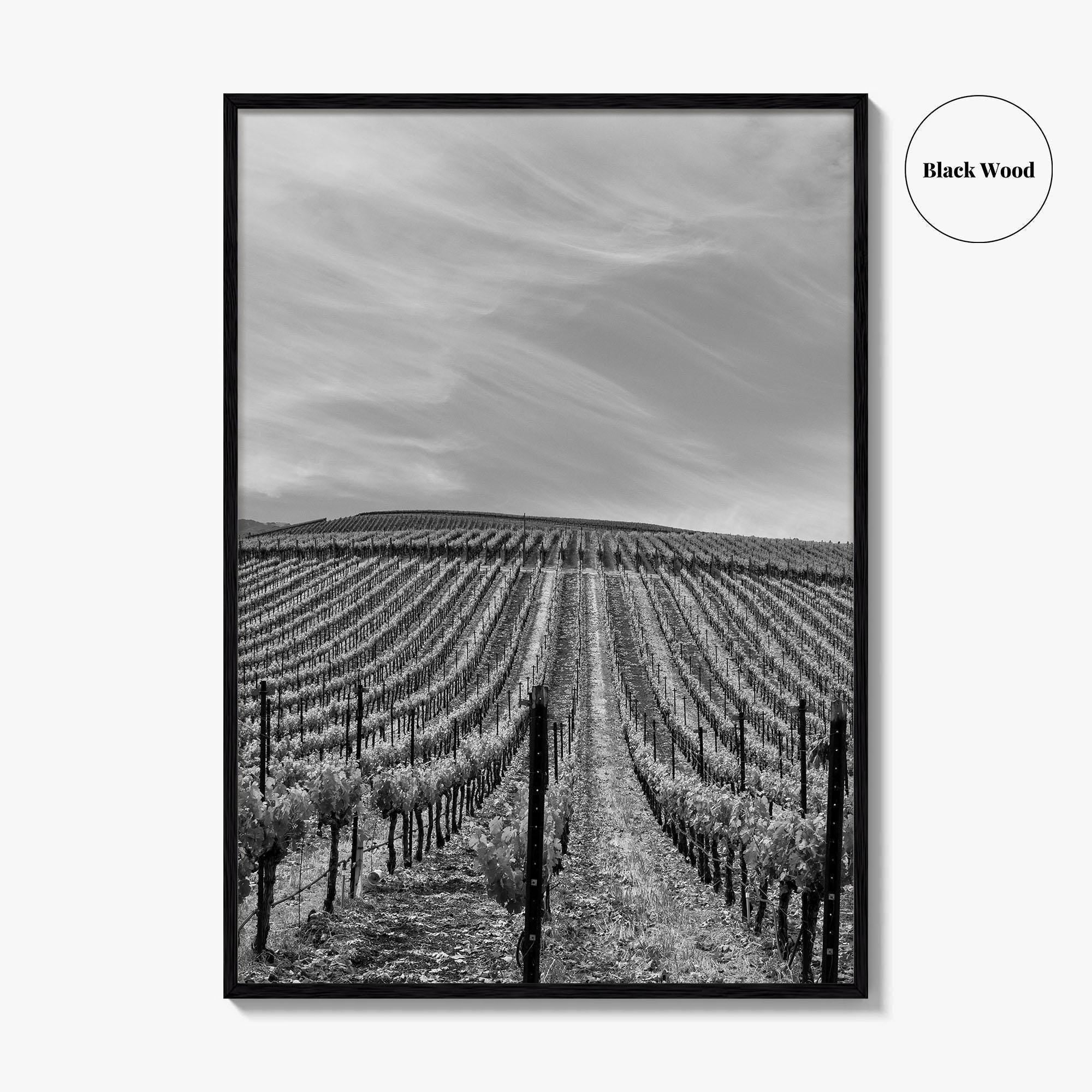 Sonoma Black and White Fine Art Photo Print, Wine Country Vineyards, California Poster