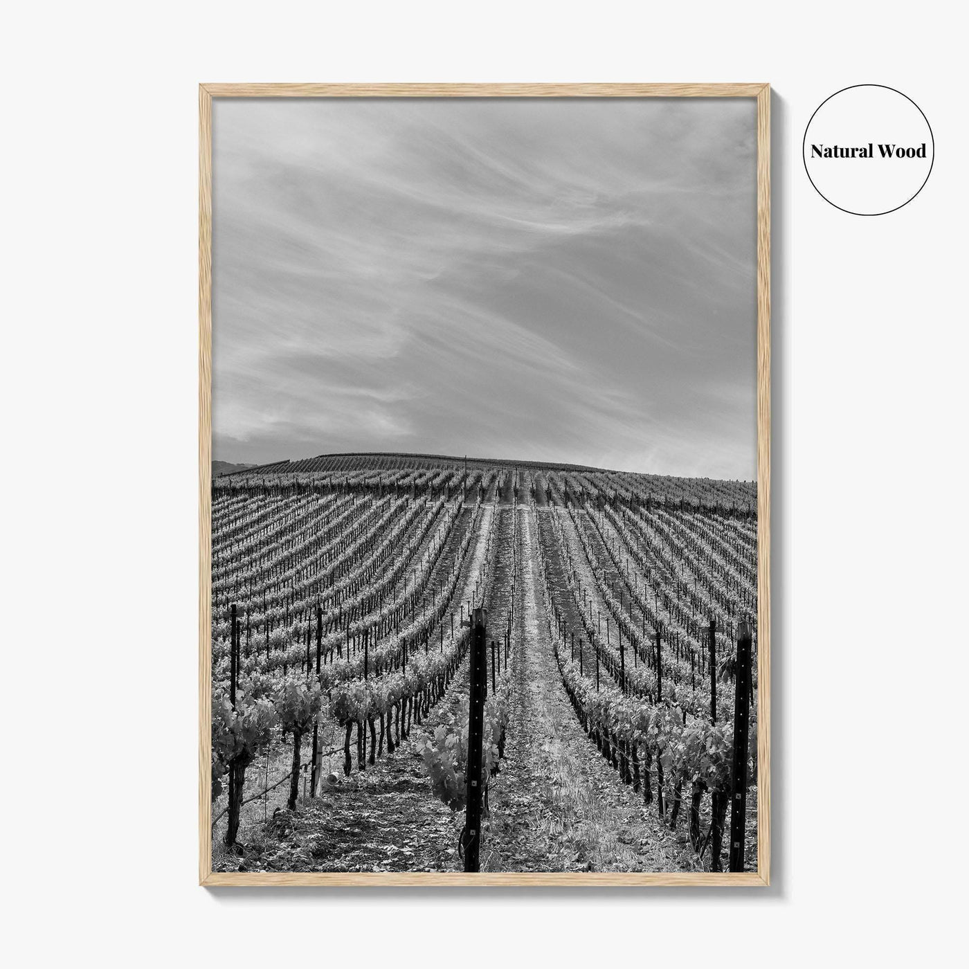 Sonoma Black and White Fine Art Photo Print, Wine Country Vineyards, California Poster