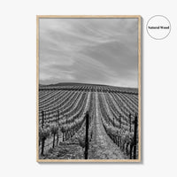 Sonoma Black and White Fine Art Photo Print, Wine Country Vineyards, California Poster