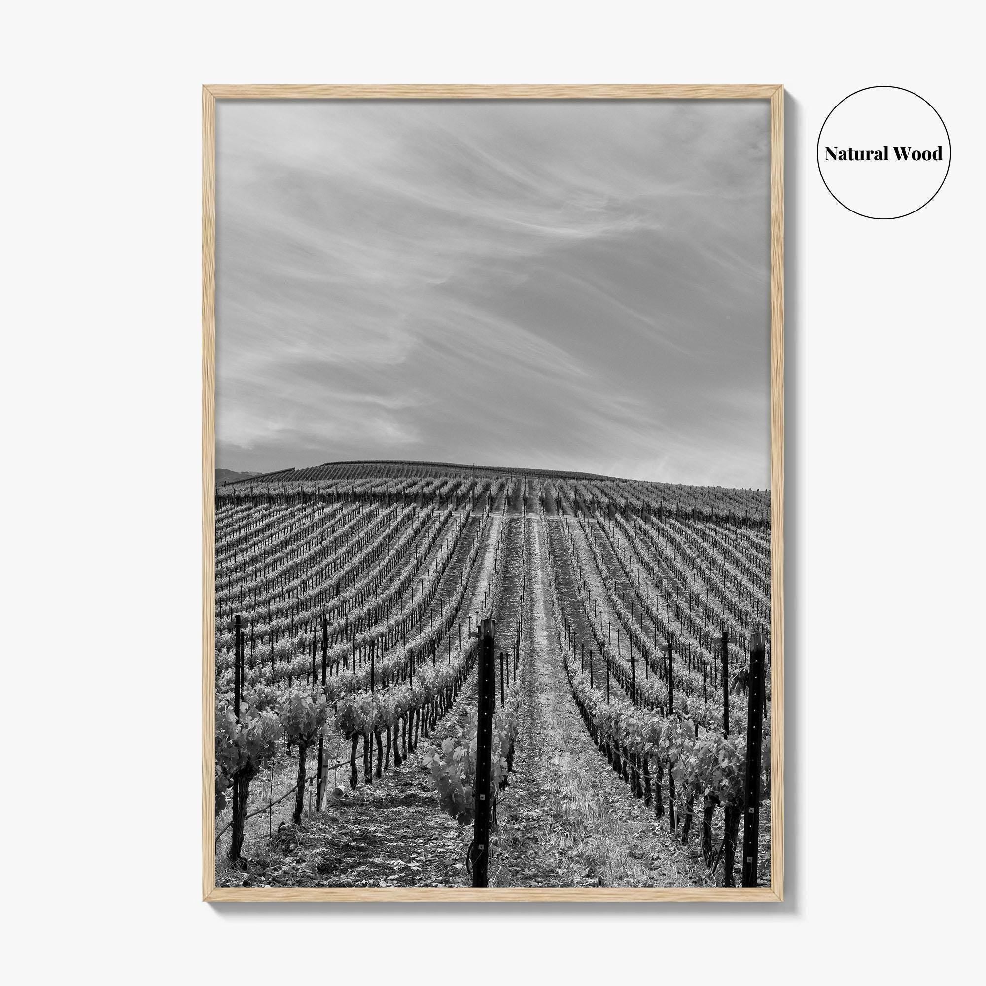 Sonoma Black and White Fine Art Photo Print, Wine Country Vineyards, California Poster