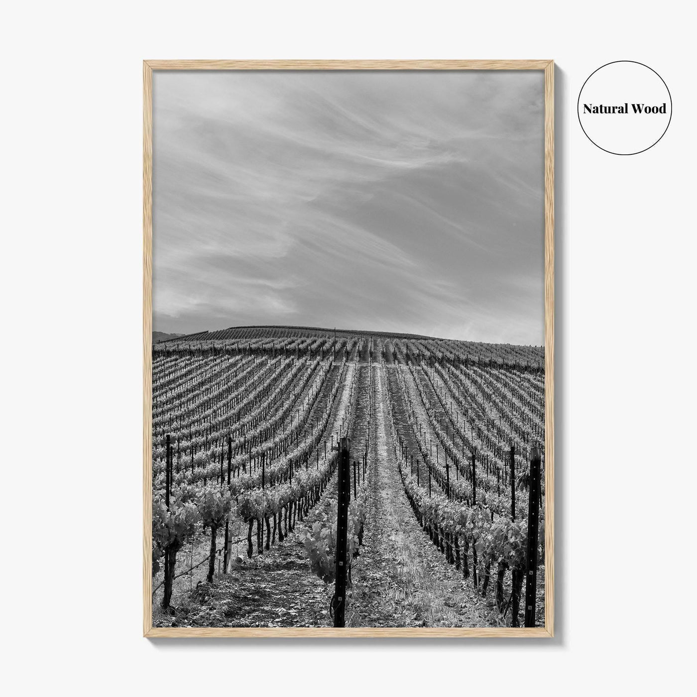 Sonoma Black and White Fine Art Photo Print, Wine Country Vineyards, California Poster