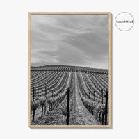 Sonoma Black and White Fine Art Photo Print, Wine Country Vineyards, California Poster