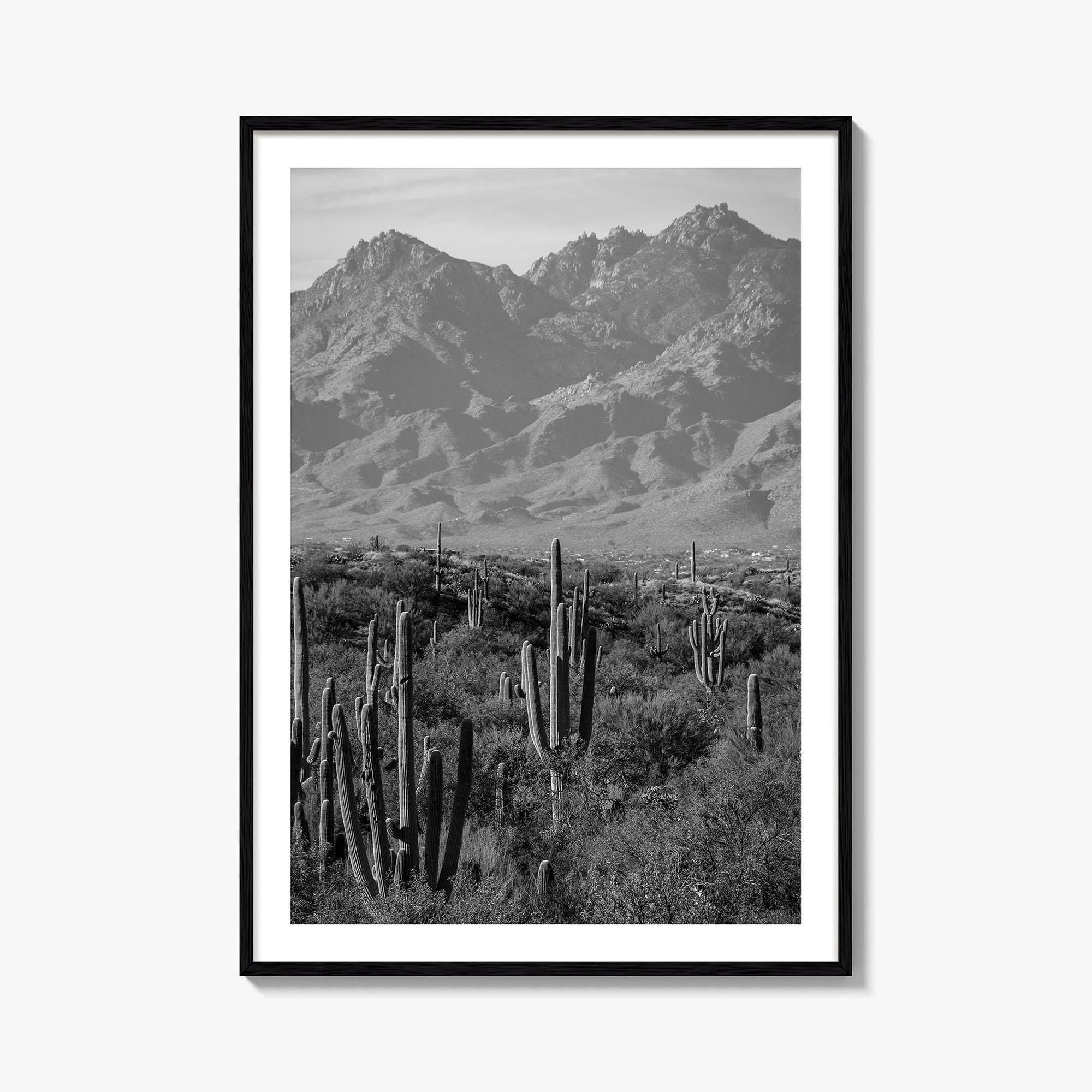 Saguaro National Park Black and White Fine Art Photo Print, Tucson Arizona USA Poster