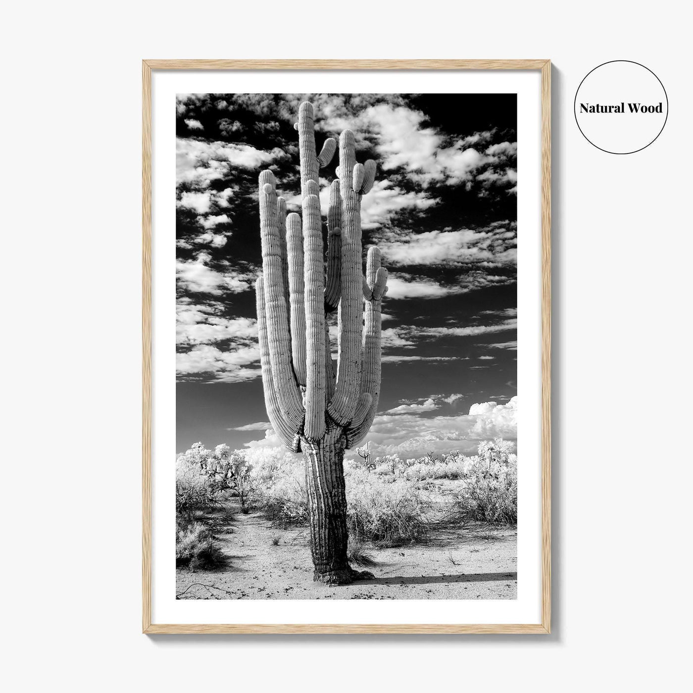 Arizona Black and White Fine Art Photo Print, Saguaro National Park, Tucson Cactus Poster
