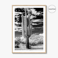 Arizona Black and White Fine Art Photo Print, Saguaro National Park, Tucson Cactus Poster