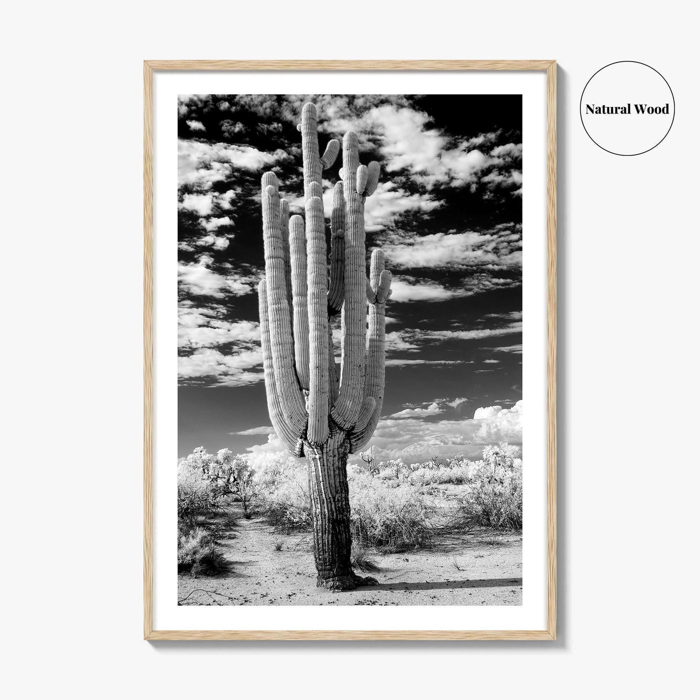 Arizona Black and White Fine Art Photo Print, Saguaro National Park, Tucson Cactus Poster