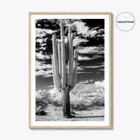 Arizona Black and White Fine Art Photo Print, Saguaro National Park, Tucson Cactus Poster