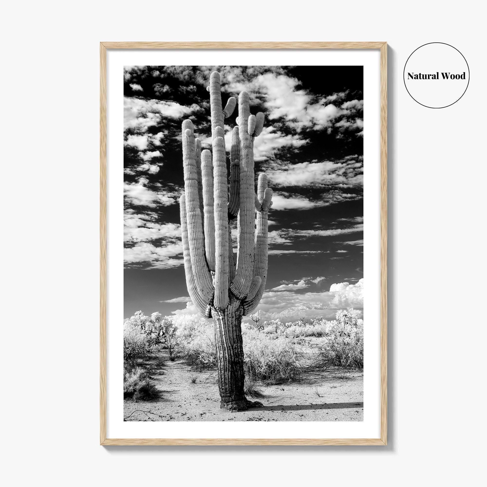 Arizona Black and White Fine Art Photo Print, Saguaro National Park, Tucson Cactus Poster
