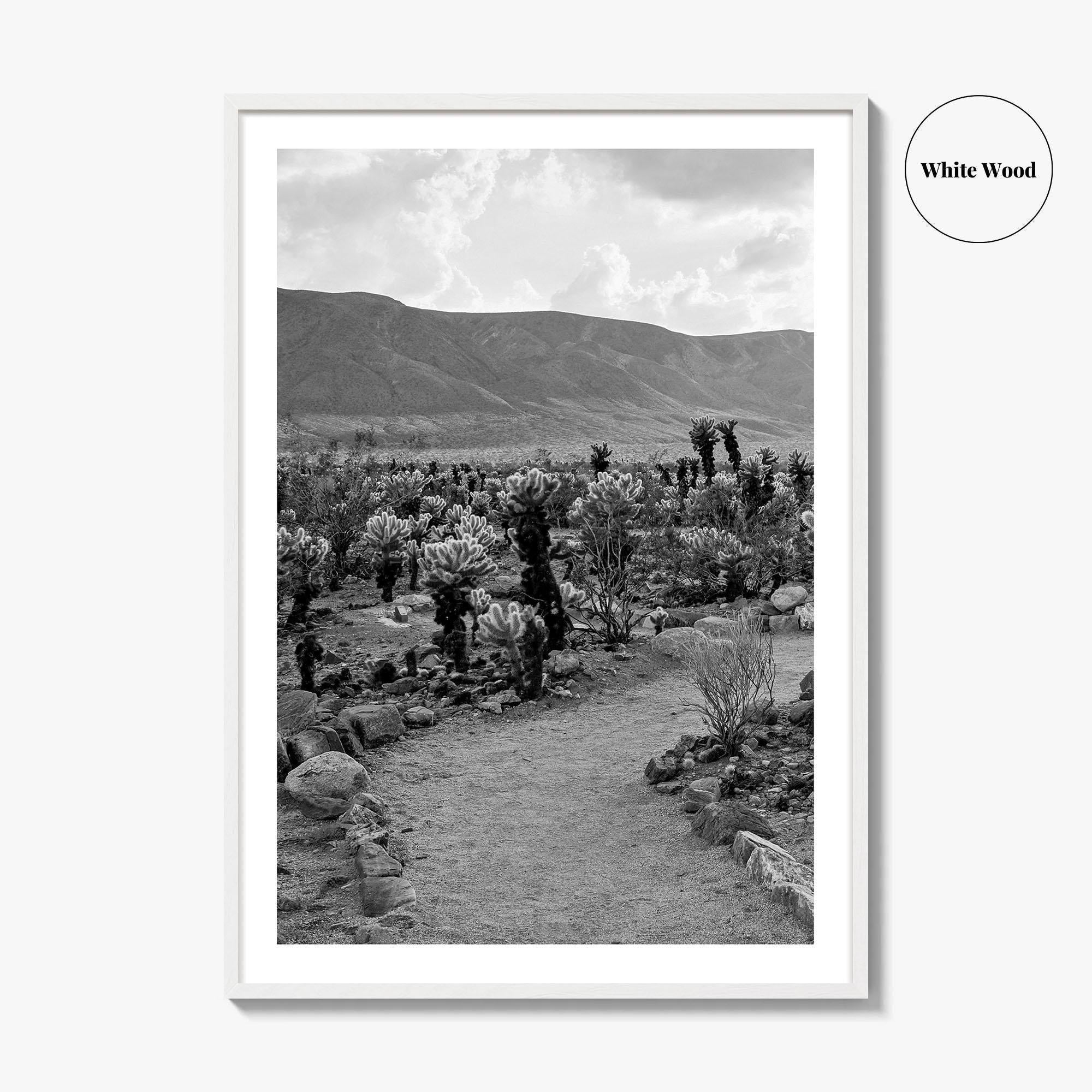 Joshua Tree Black and White Fine Art Photo Print, Cholla Cactus Garden California Poster