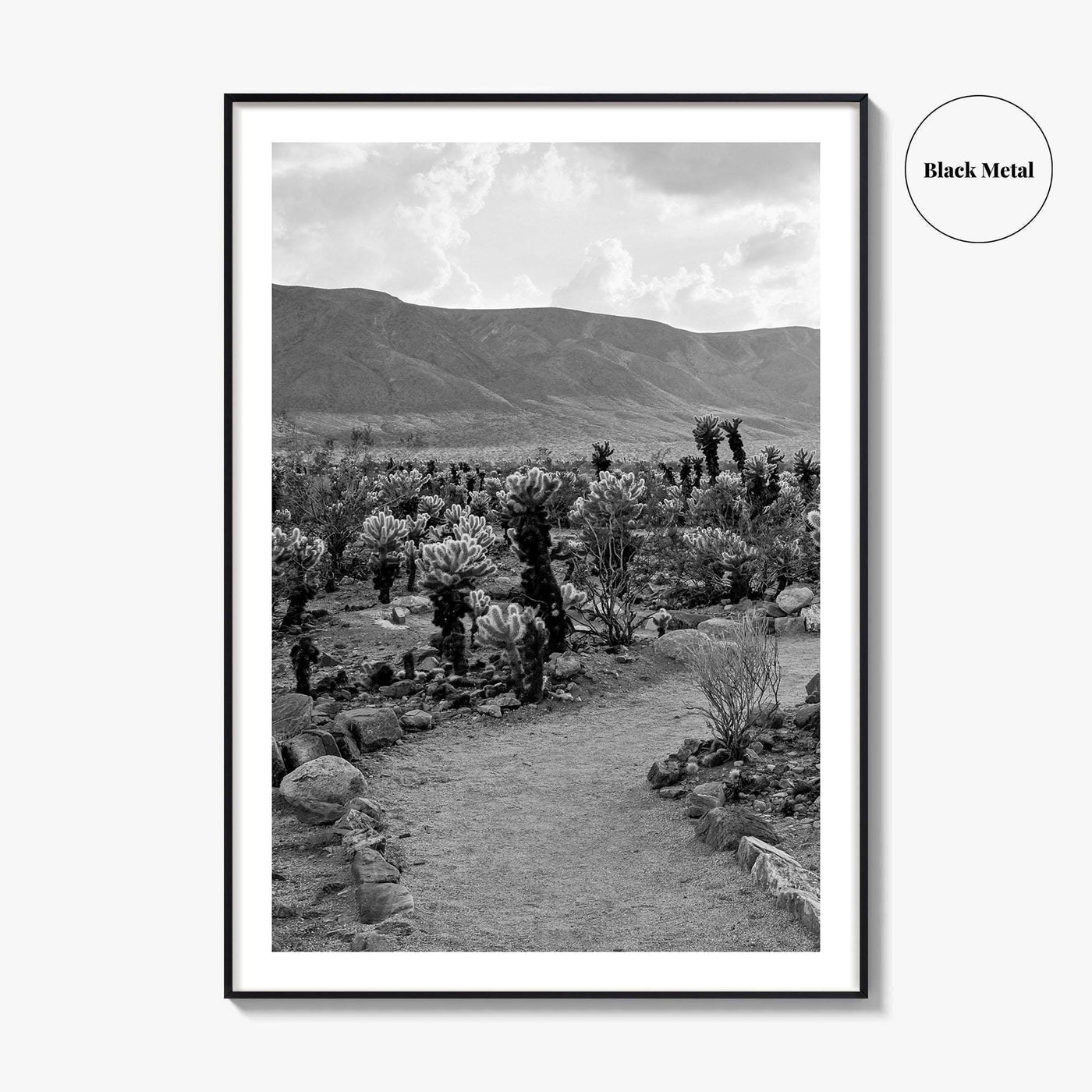 Joshua Tree Black and White Fine Art Photo Print, Cholla Cactus Garden California Poster
