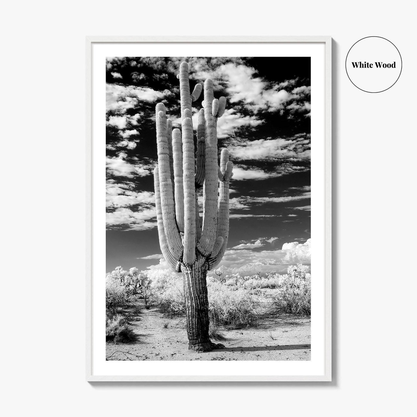 Arizona Black and White Fine Art Photo Print, Saguaro National Park, Tucson Cactus Poster