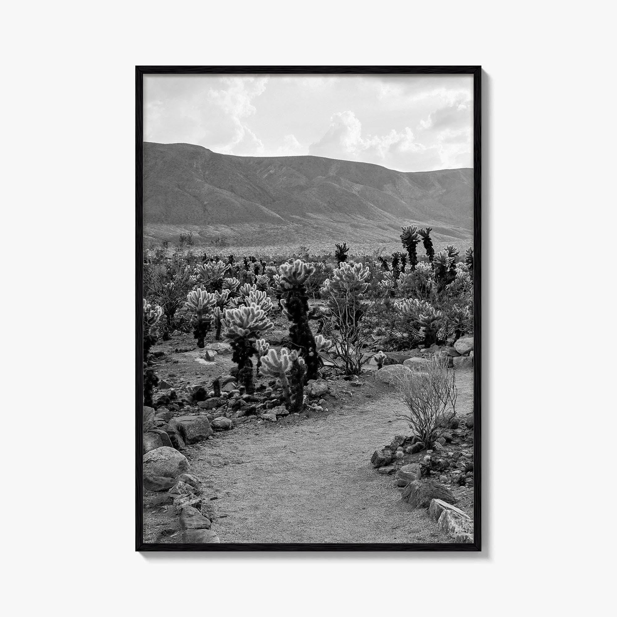 Joshua Tree Black and White Fine Art Photo Print, Cholla Cactus Garden California Poster