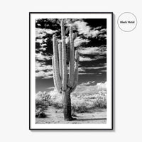 Arizona Black and White Fine Art Photo Print, Saguaro National Park, Tucson Cactus Poster