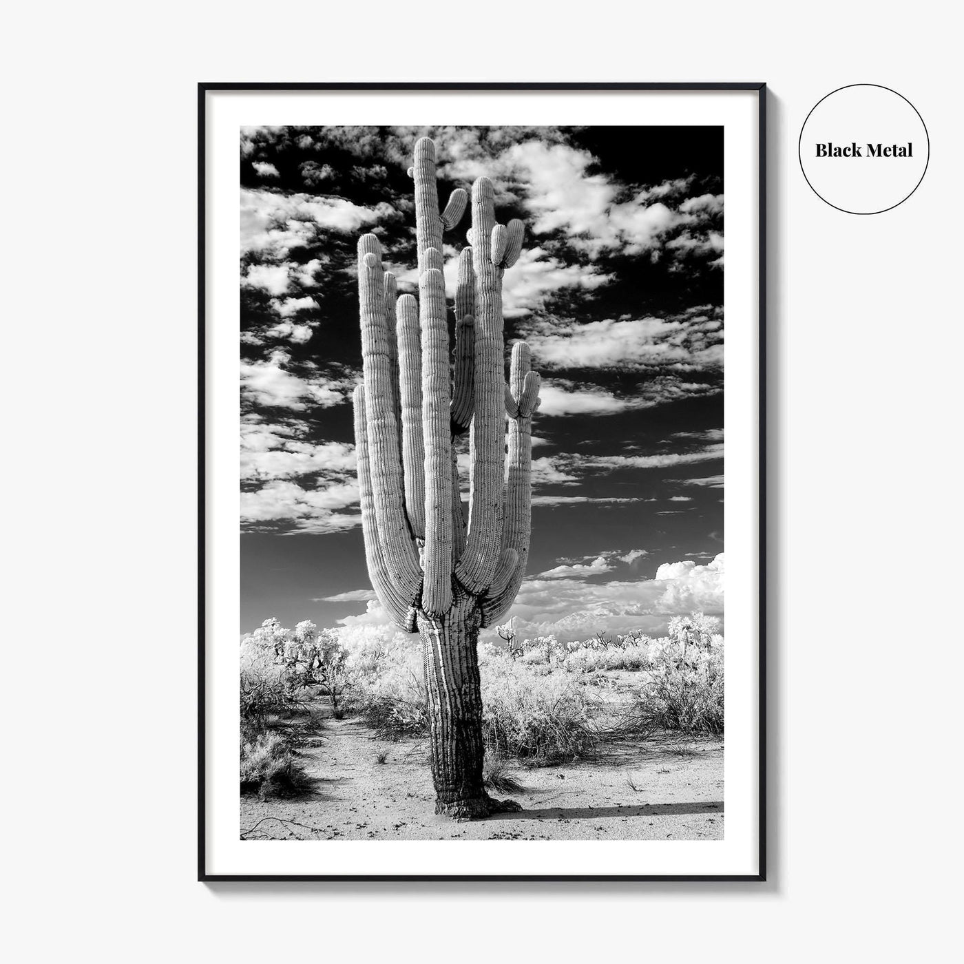 Arizona Black and White Fine Art Photo Print, Saguaro National Park, Tucson Cactus Poster