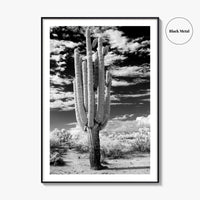 Arizona Black and White Fine Art Photo Print, Saguaro National Park, Tucson Cactus Poster