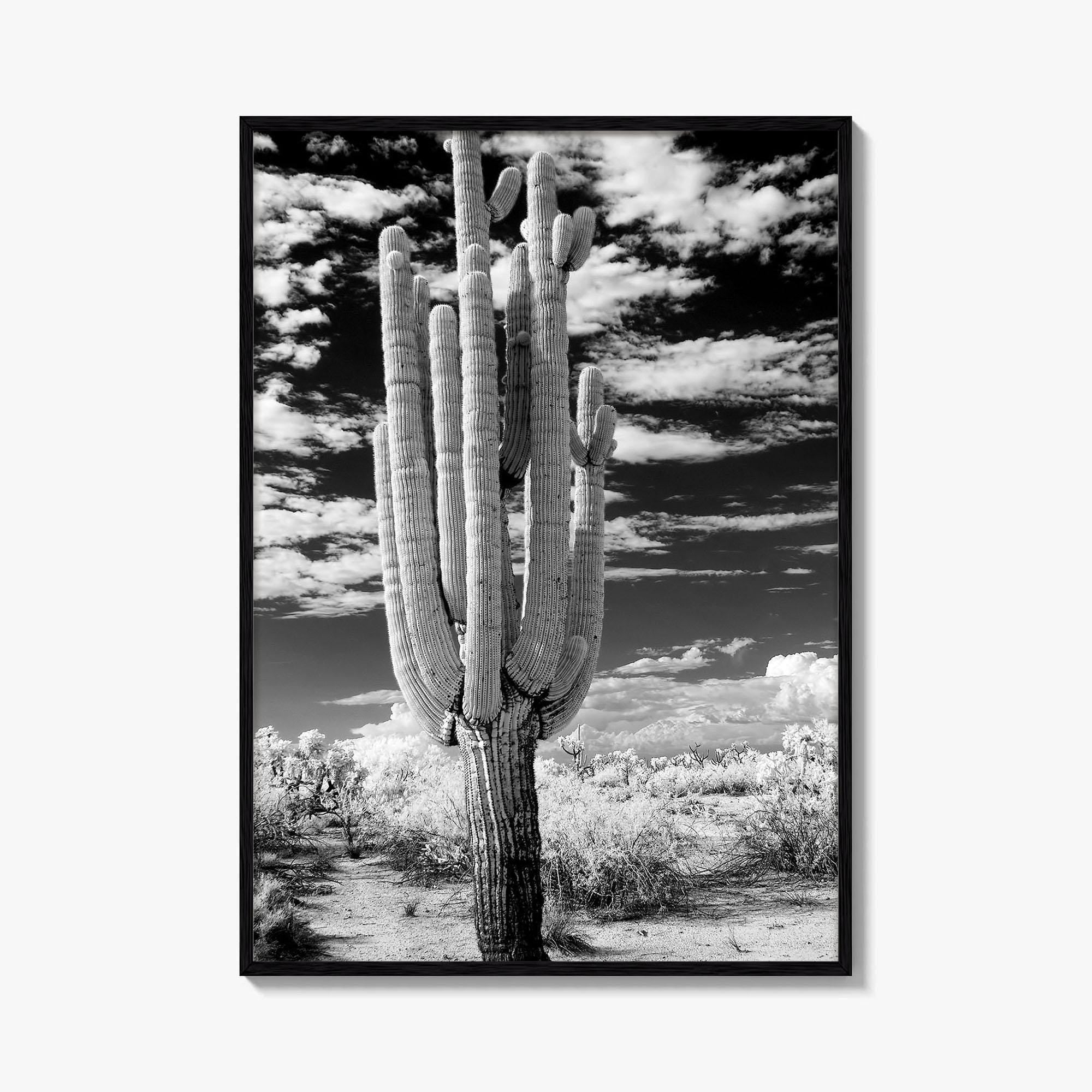 Arizona Black and White Fine Art Photo Print, Saguaro National Park, Tucson Cactus Poster