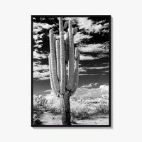 Arizona Black and White Fine Art Photo Print, Saguaro National Park, Tucson Cactus Poster