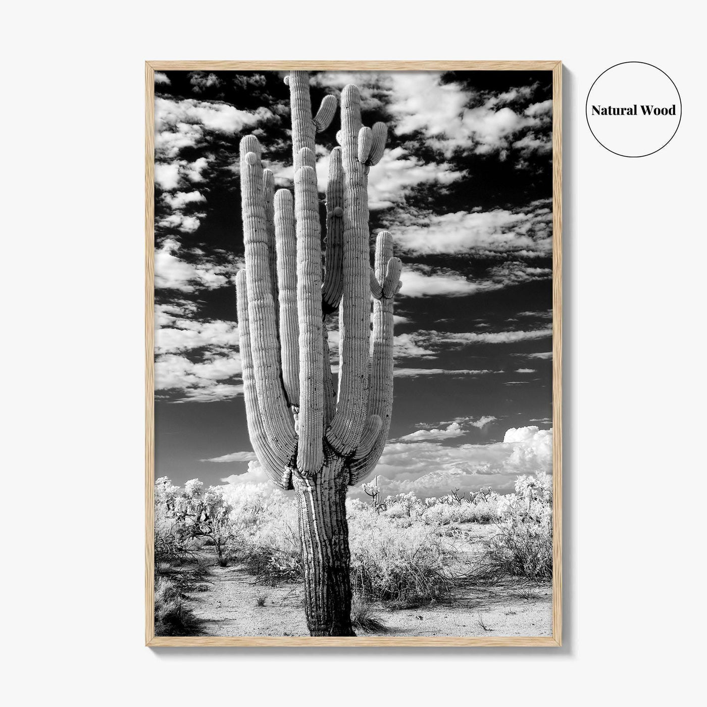 Arizona Black and White Fine Art Photo Print, Saguaro National Park, Tucson Cactus Poster