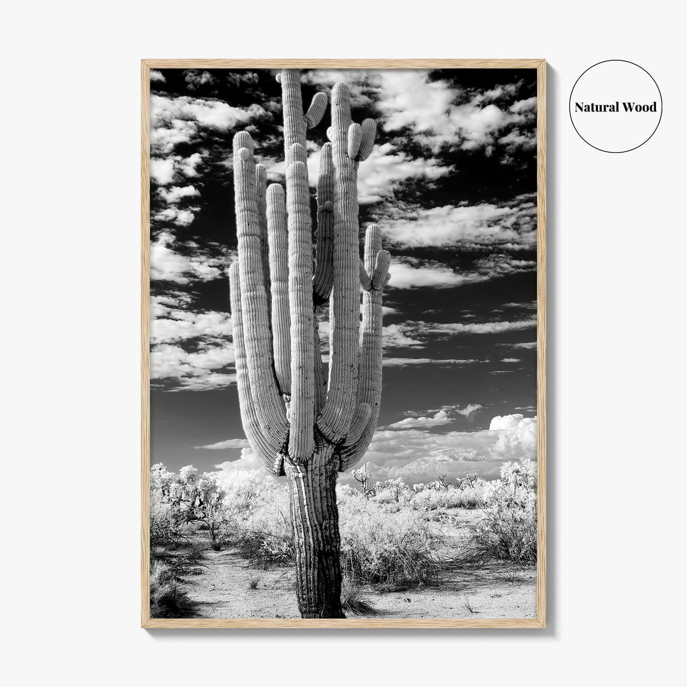 Arizona Black and White Fine Art Photo Print, Saguaro National Park, Tucson Cactus Poster